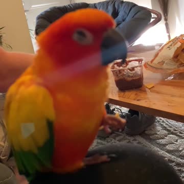 Parrot closes eyes enjoying tortilla chip