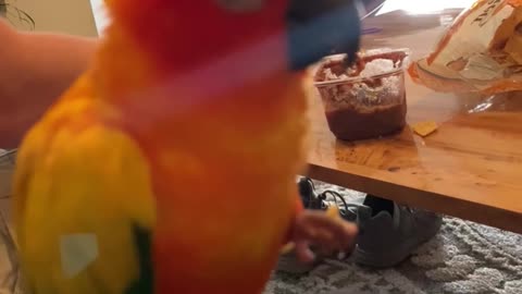 Parrot closes eyes enjoying tortilla chip