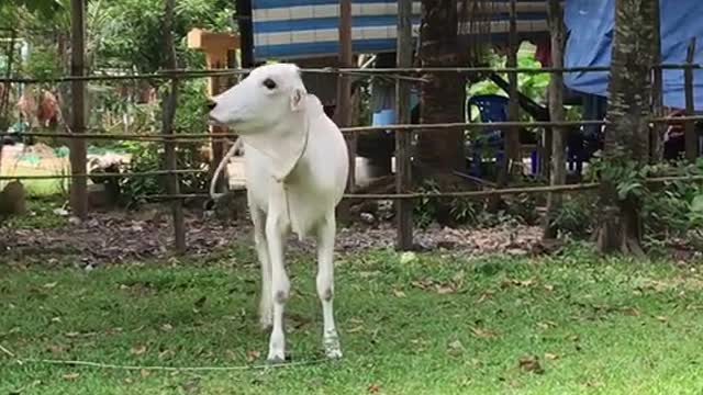 ohh cow stand to eating mango | primitivevid