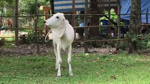 ohh cow stand to eating mango | primitivevid