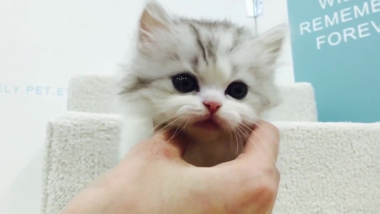 munchkin cat (short leg lovely cat)