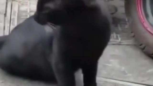 cute and funny cats 2022