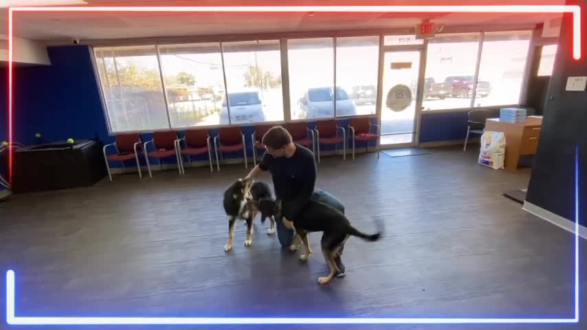 See the joy of dogs when they meet their master after a long time