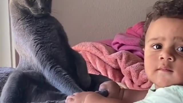 Cat interacts with small human for first time,it looks scared