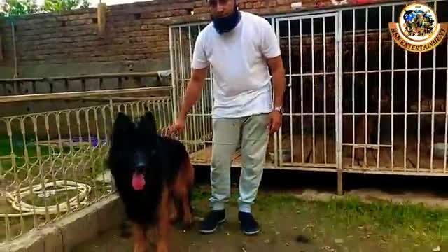 25_German_Shepherd_Female_2_GSD_Male_Breeding_Setup_Shepherd_Puppy_Trainer_