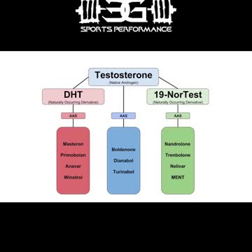 The Vectors Of Sports Performance - DHT Family