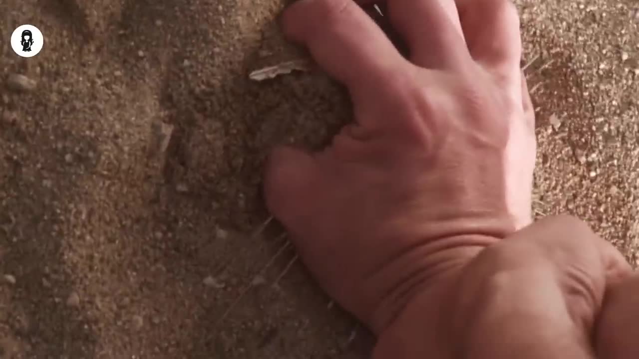 Cursed (carnivorous)beach