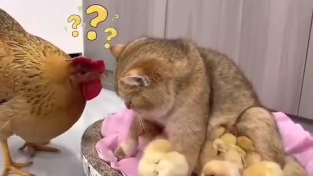 Cat & hen funny