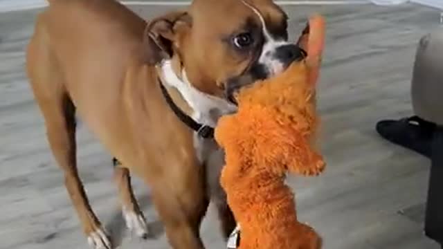 Boxer Dog Dances with Toy