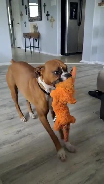 Boxer Dog Dances with Toy