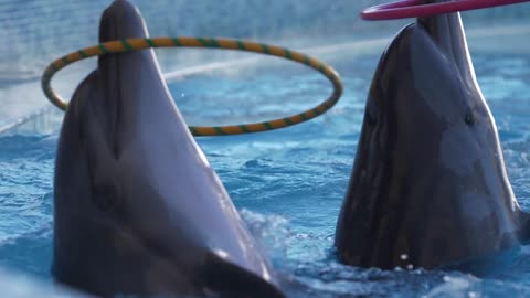 Dolphin playing with circles (FHD)