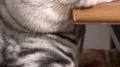 Doesn’t it make your neck uncomfortable to sleep like this ? 🥺