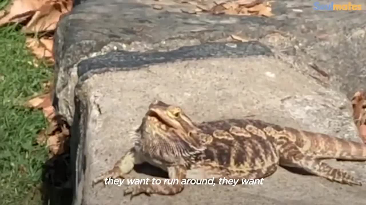 Bearded Dragon Hear His Name