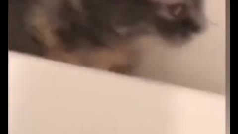 Cat talking. Funny cat talk