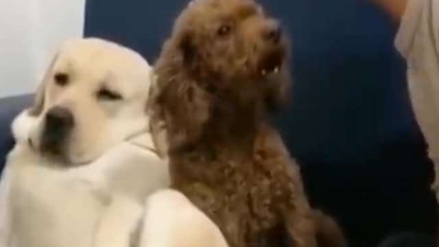 Funny Video Pet's