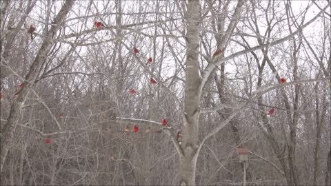 Cardinals Flying Outside