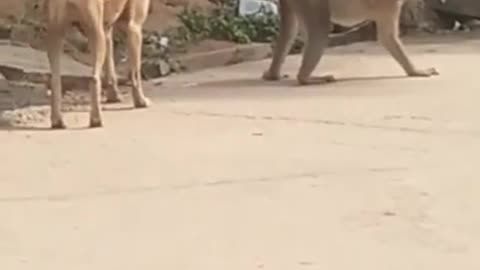 Super funny dog and monkey