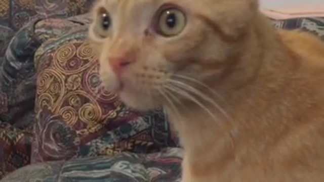 Cute cat being so cute