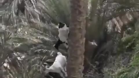 Goat climb down the tree vertically. Physics can not be applied to GOATs