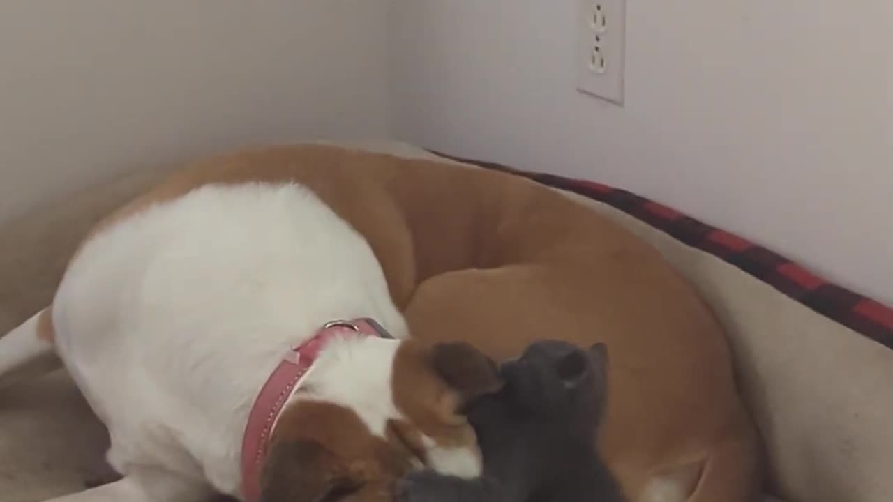 Gentle Dog Plays With New Kitten || Viral Verse