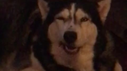 Husky laying in bed enjoying his stick treat