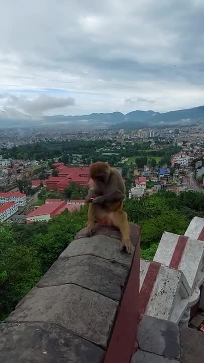 Monkey sitting on roof in city