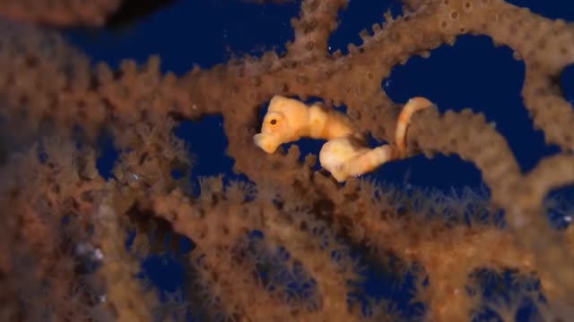 The only animal on earth conceived by a male can produce hundreds of baby seahorses at a time