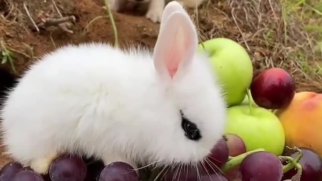 宠物狗和小鸭子 兔子 宠物狗和小鸭子 兔子 Pet dog and little duck rabbit