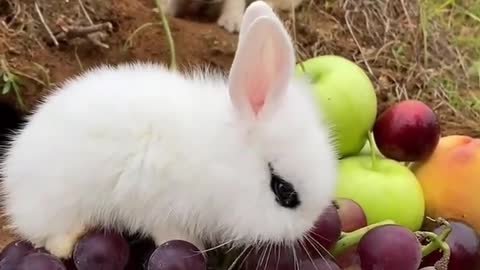 宠物狗和小鸭子 兔子 宠物狗和小鸭子 兔子 Pet dog and little duck rabbit