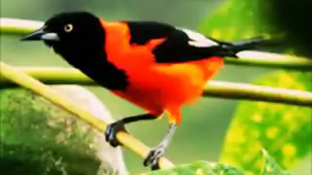 Canto do pássaro sofreu (Canto do pássaro sofreu)