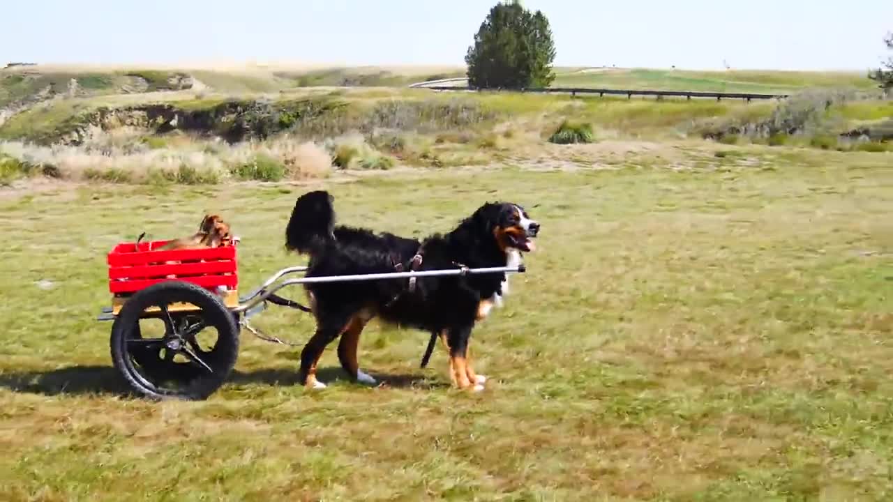 Big dog graciously pulls puppy friends in cart