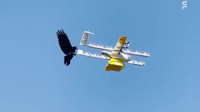 birds Attacks on flying drone you wil shock!!