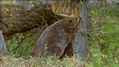 Beaver 🐭cut a tree professionally and exquisitely