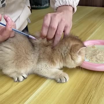 "Kitten's First Shot! The Drama, The Cuteness, and The Chaos 😻🐾