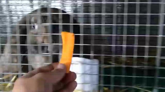 Oh how the bunny loves carrots