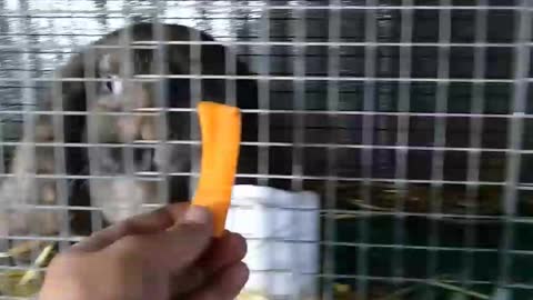 Oh how the bunny loves carrots