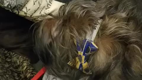 Chompers are brushed!