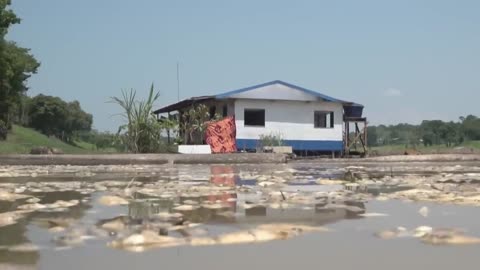 See what is happening in the Amazon (Brazil)