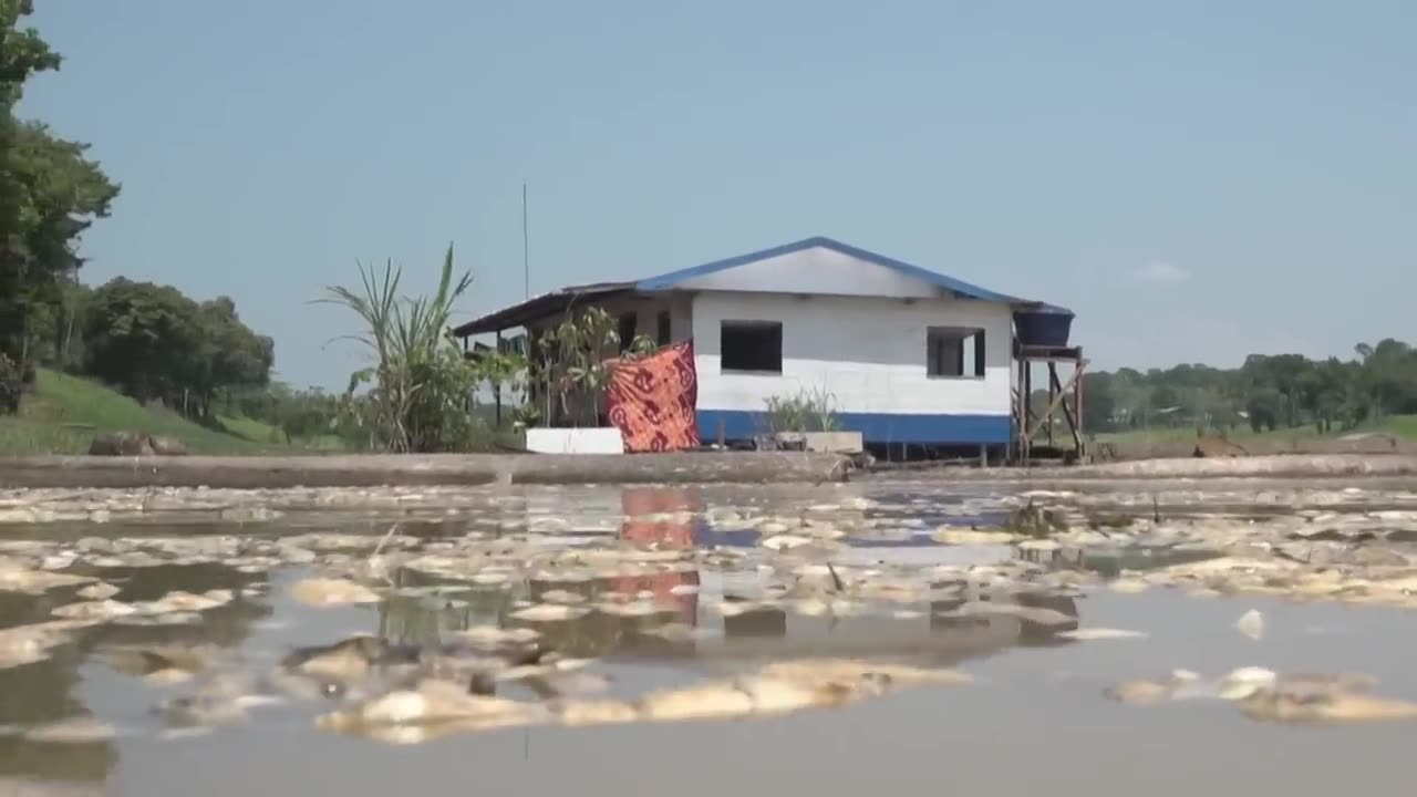 See what is happening in the Amazon (Brazil)