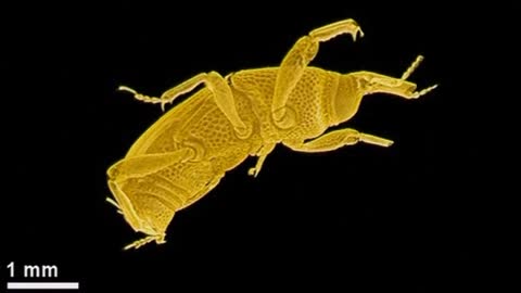 3D x-rays reveal insects' inner secrets