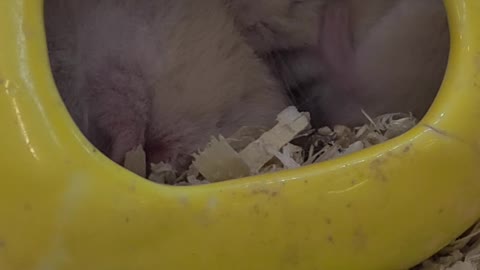 A video of a hamster closing his eyes and scratching his face