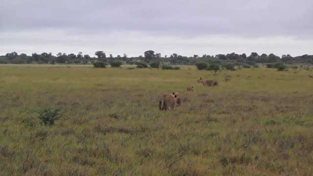 lion pride in field