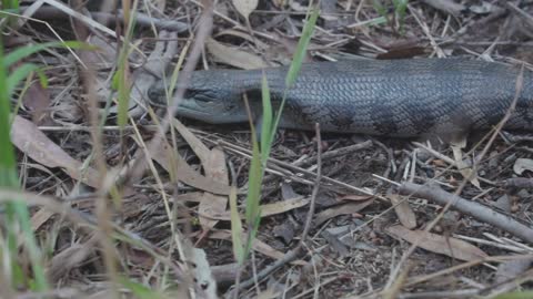 Weirdest snake I've ever seen