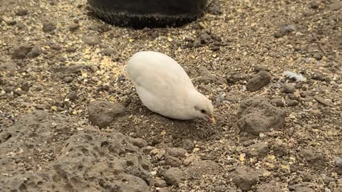 Birds of prey (mini quail)