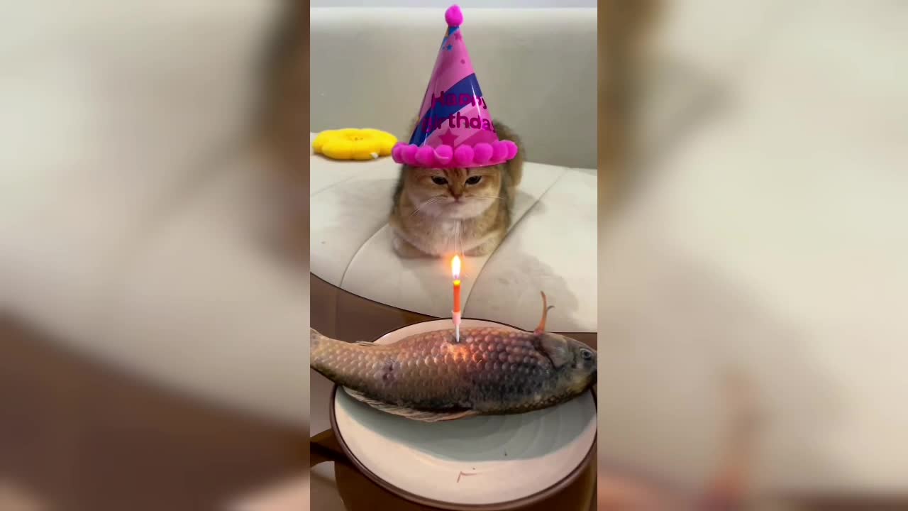 cat having a birthday and gets a fish as a gift