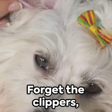 60-Second Grooming: Quick Hacks for Busy Pet Parents