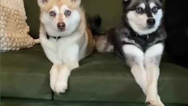 He’s A Drama King 👑 ❤️ - Funny Dogs Reaction