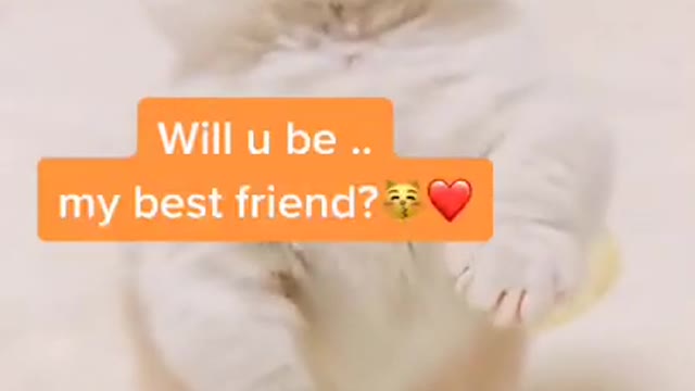 Be a friend😽😽❤️❤️#babycat #catstory #petstory #bestfriend