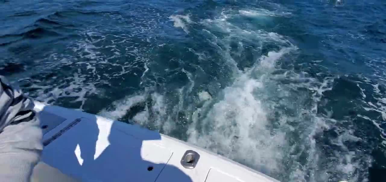 Sea Lion snacking in Cabo on a fishing trip.