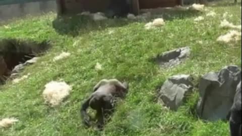 Baby Gorilla cant stop teasing his father gorilla